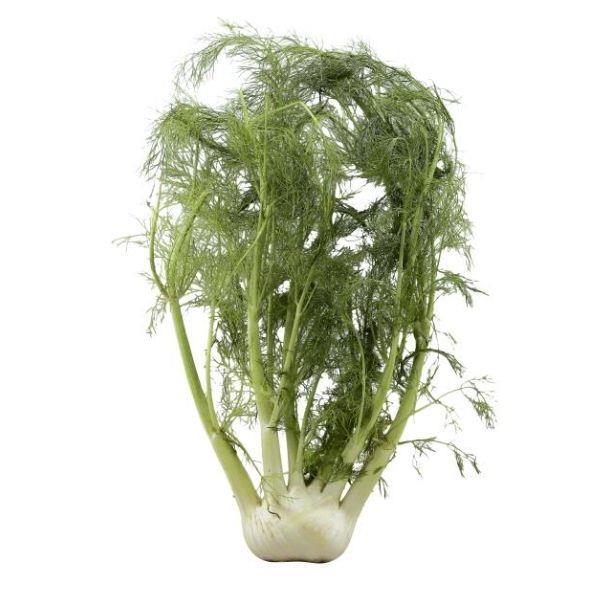 Organic Fennel Bulb with Fronds